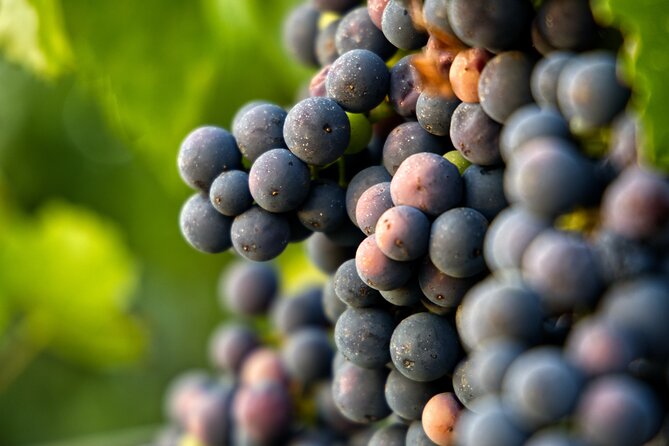 Full-Day Rioja Wineries Tour From Madrid With Pickup and Drop off - Winery Visit Experience
