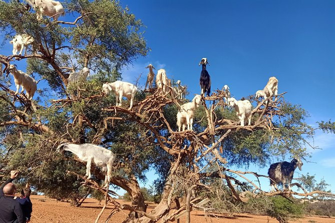 Full Day Tour Essaouira Day Tour From Marrakech - Meeting and Pickup Details