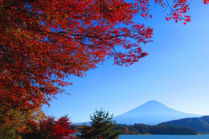 Full Day Tour in Mount Fuji and Oishi Park With Fruit Picking - Accessibility and Participation