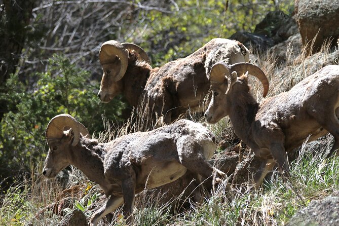 Full Day Tour in Rocky Mountain National Park Lunch Included - Pickup Information