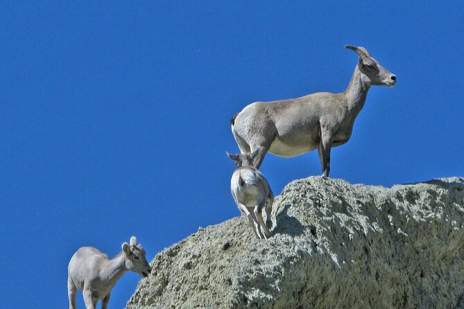 Full Day Wildlife Tour in Yellowstone Lamar Valley to Canyon - Pricing and Booking