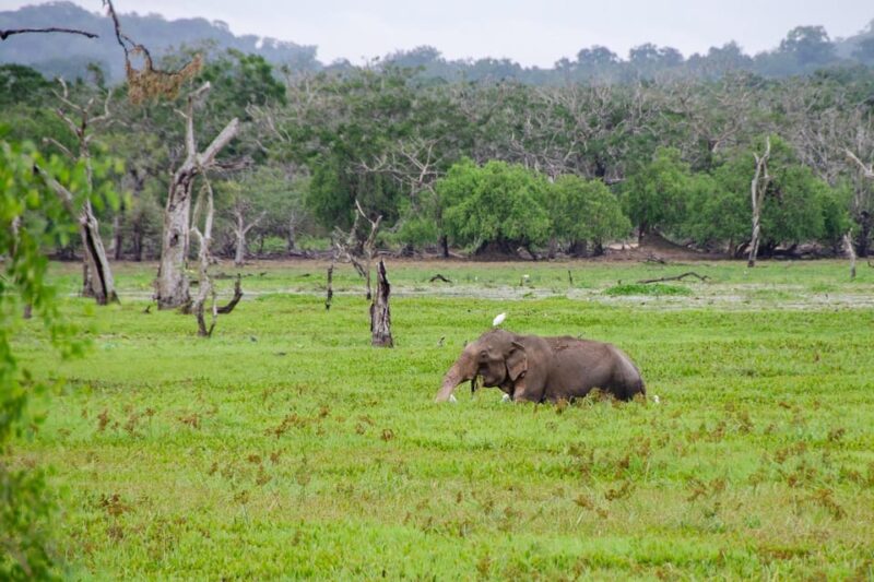 Fully-Loaded Sri Lanka | FREE Trip to Sigiriya and Dambulla - Included Services