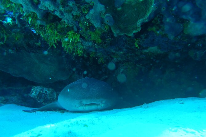 Fun Dives Cozumel South Marine Park - Included Amenities