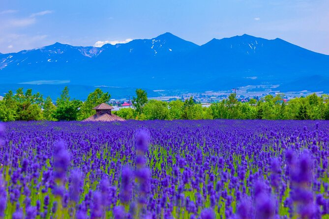 Furano Private Customizable Full Day Tour - Cancellation Policy