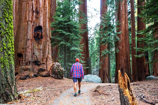 Golden Gate Bridge Bike Tour With Muir Woods & Sausalito Tour - Transportation and Fees