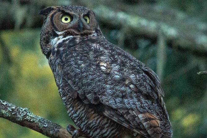 Golden Gate Park Twilight Wildlife Tour Review - Experience Highlights