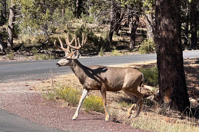 Grand Canyon Luxury Car Tour Experience - Accessibility