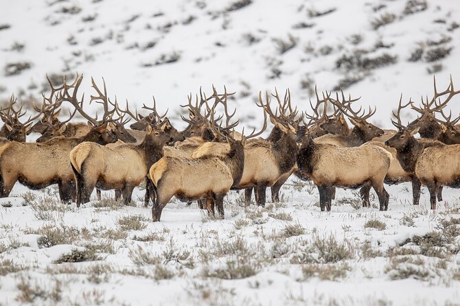 Grand Teton Private Winter Tour - Professional Guidance