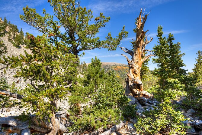 Great Basin National Park Audio Guided Tour Review - Engaging Audio Narration