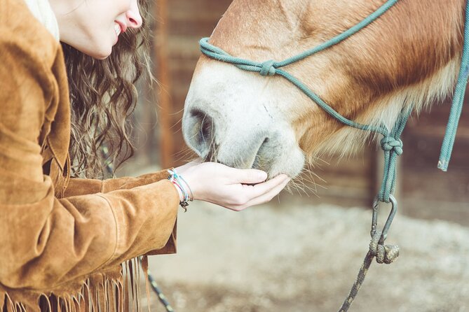 Guided Experience to Learn About Horses and Horse Care - What to Expect
