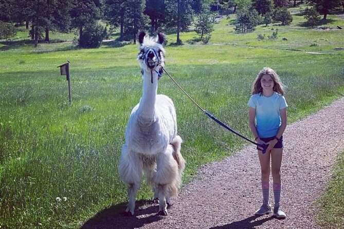 Guided Llama Hike in the Rocky Mountains - Health and Accessibility Information