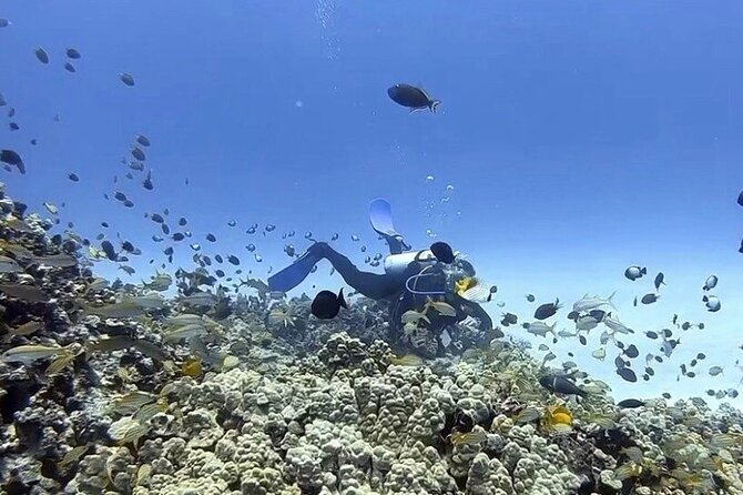Guided Shore Dive - Health and Safety Considerations