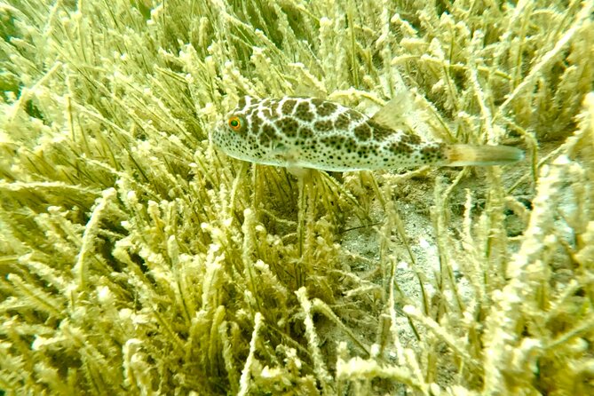 Guided Snorkel Experience, Free Videos in West Palm Beach - Health and Safety Considerations