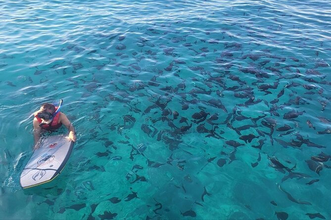 Guided Waikiki Turtle Snorkeling Review - Booking and Cancellation Policies