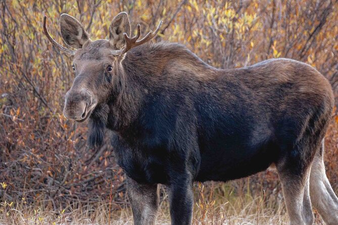 Guided Yellowstone Wildlife Tour Review - Review Breakdown