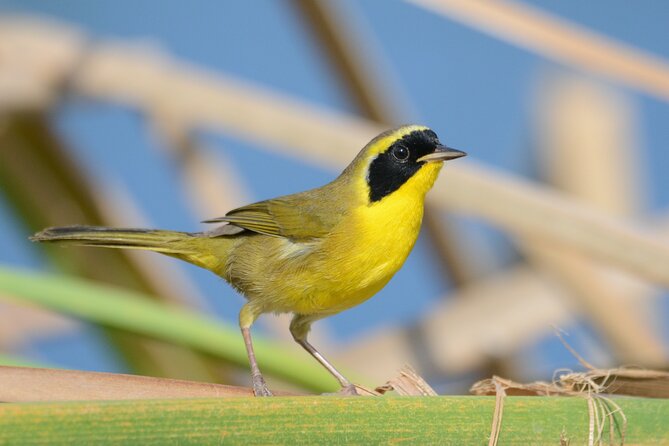 Half-Day Bird Watching Endemics Activity in Los Cabos - Health and Accessibility Considerations