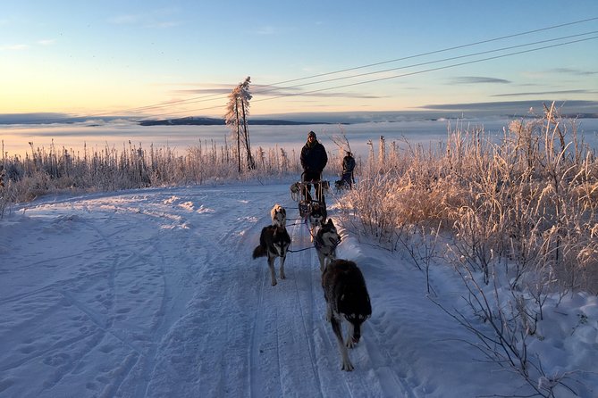 Half Day Drive Your Own Dog Team Dog Sledding Tour - Health and Safety Information