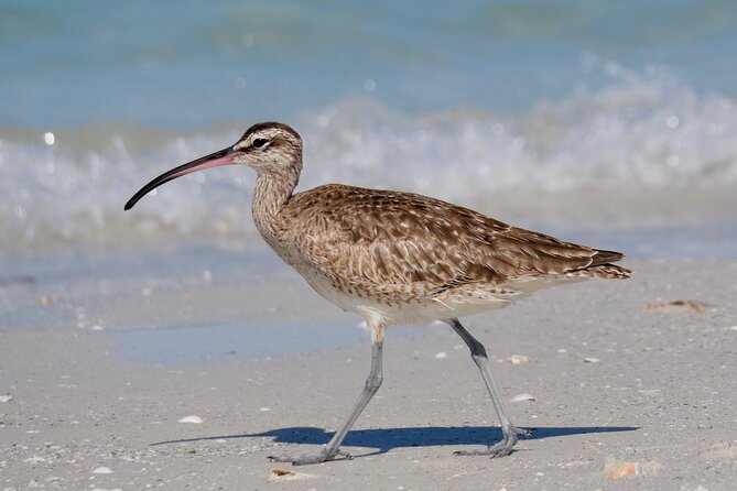 Half-Day Private Bird Tour of Fort De Soto Park in St. Petersburg - 2 Person Max - Reviews and Feedback