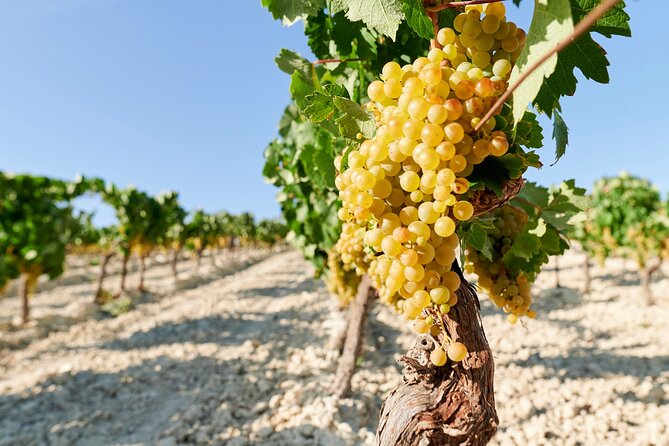 Half-Day Private Santorini Wine Tour Experience - Tour Participation