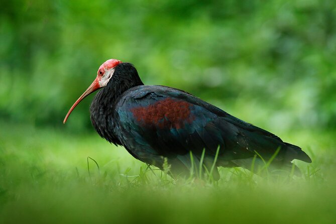 Half-Day Private Tour in Trinidad and Tobago - Additional Details
