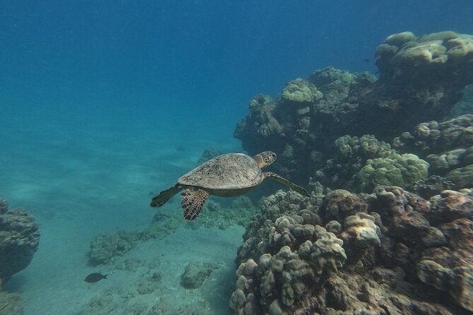 Hanauma Bay Guided Snorkeling Tour With Transportation - Guide Expertise and Customized Experience