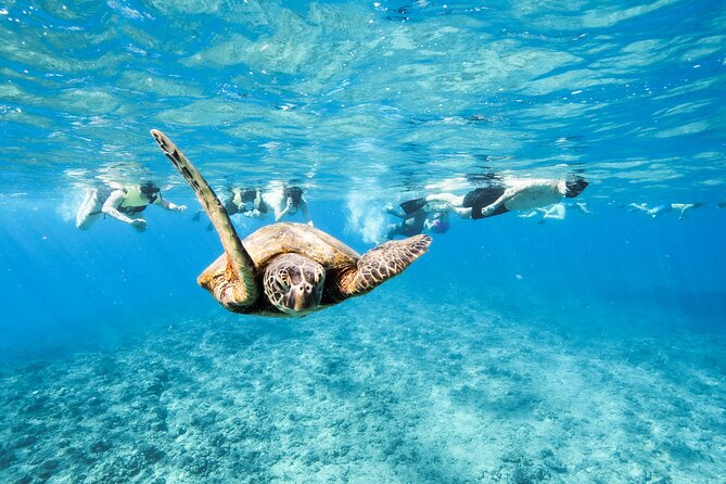 Hawaii Snorkeling With Turtles Boat Tour in Waikiki - About the Catamaran Tour