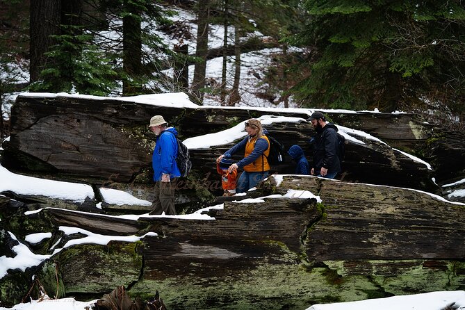 Heart of the Giant Forest Hike - Trekking Through the Ancient Forests