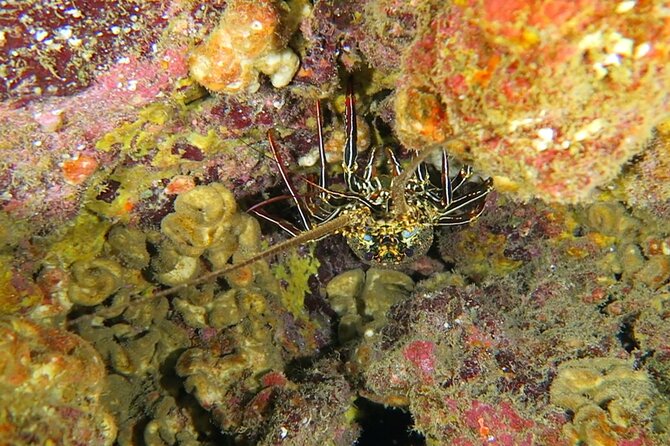 Hilos Remote Tropical Reef 2 Tank Boat Dive - Meeting and Pickup Details