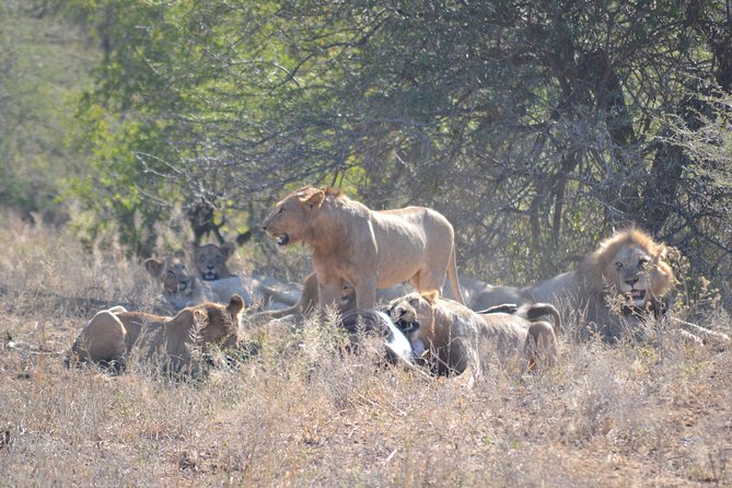 Hluhluwe Imfolozi Big 5 Safari Tour From Durban - Accessibility Features