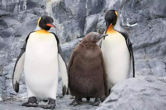 Hokkaido Day Tour From Sapporo: Asahiyama Zoo, Blue Pond Japan - Blue Pond: Stunning Natural Beauty