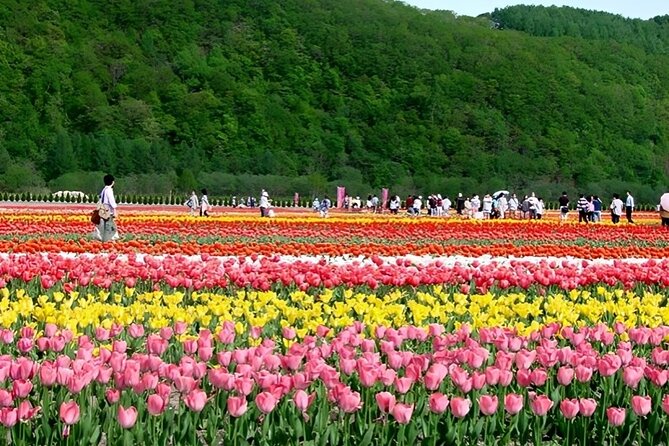 Hokkaido Furano and Biei Private Day Tour（Depart From Sapporo） - Enjoying the Scenic Drive