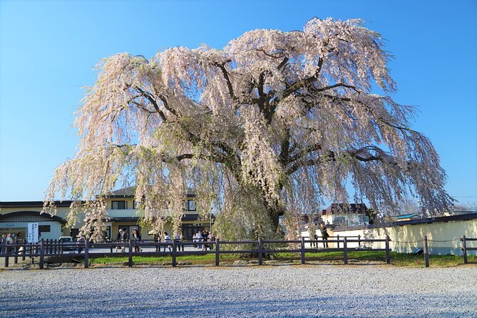 Hokkaido Hakodate Cherry Blossom 2D1N Bus Tour From Sapporo - Meeting and Pickup