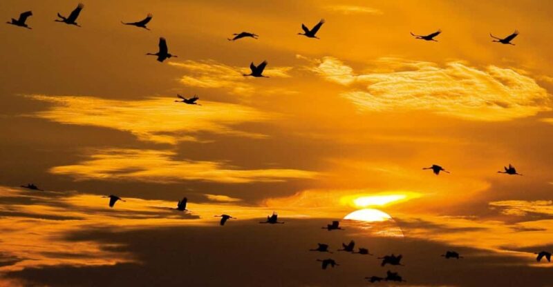 Hortobágy: Crane-watching at Dusk & Visit to the Puszta Park - Wildlife in Hortobágy