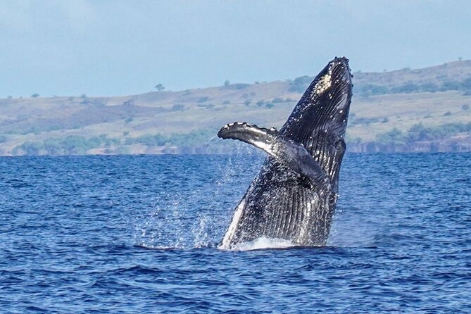 Humpback Whale Watching in Kailua-Kona Review - Pricing and Cancellation Policy