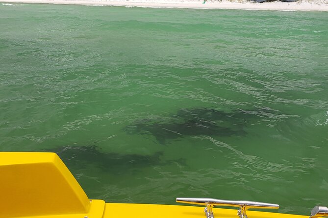 Hydro Rocket Dolphin Sightseeing Boat Tour From Destin - Meeting and Pickup