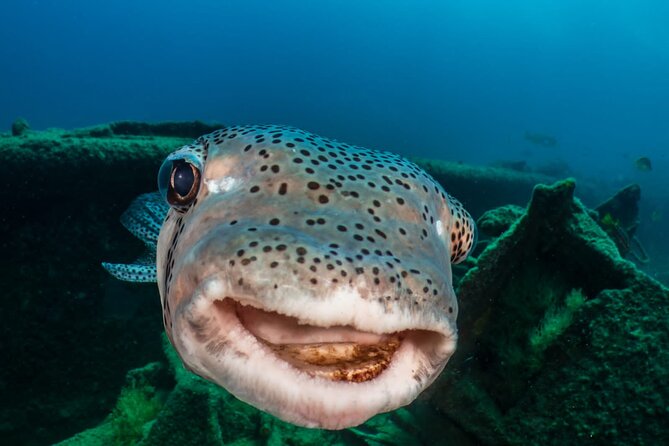 Introductory Diving Class in the Cozumel Reefs - Whats Included in the Class