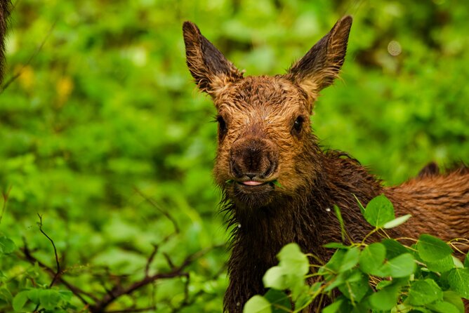 Island Park, Idaho Waterfalls and Wildlife Review - Scheduling and Availability