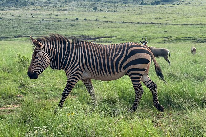 Johannesburg: Private Pilanesberg Park Game Drive Full Day Tour - Highlights of the Game Drive