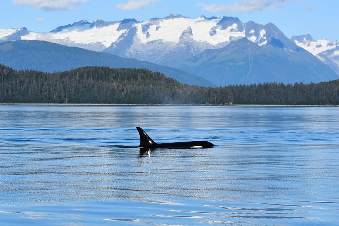 Juneau Lighthouse Tours - Whale Watching & Lighthouse Combo - Meeting Point and Pickup Details