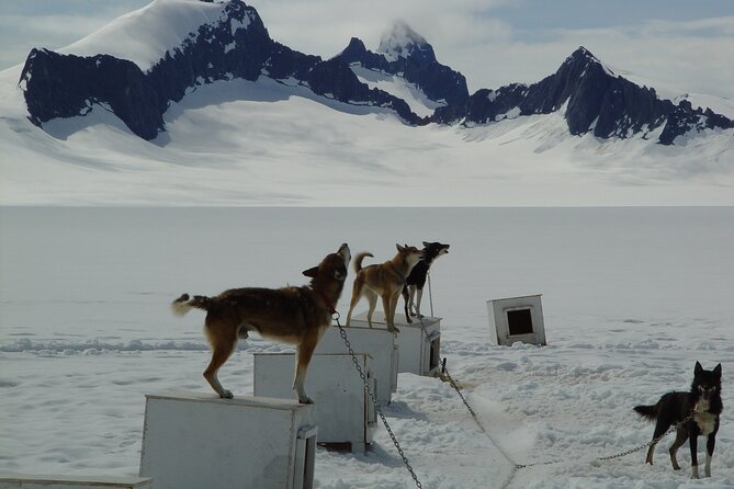 Juneau Shore Excursions: Juneau Helicopter Tour & Dogsledding Experience - Weight and Accessibility Guidelines