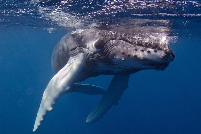 Kauai Boat Dive for Non-Certified Scuba Divers - Health and Safety Considerations