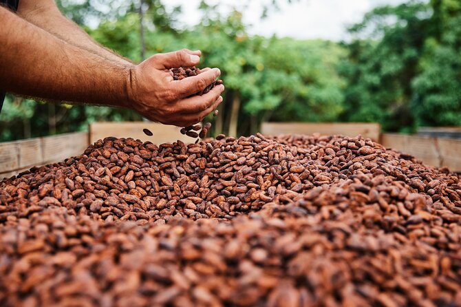 Kauai Chocolate Farm Tasting Tour - Sampling Award-Winning Honey, Vanilla, and Tropical Fruits