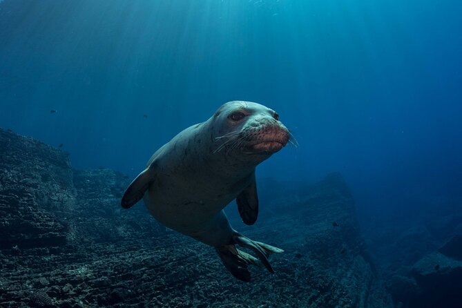 Kauais Exclusive Morning Scuba Charter for Experienced Divers - Expectations and Additional Information