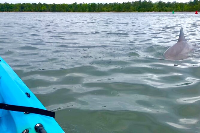 Kayak Dolphin Experience in Virginia Beach Must Know How to Swim - Participant Requirements and Safety Guidelines