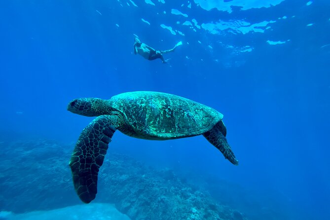 Kayak, Whale Watch, and Snorkel With Optional Photo and Video - Suitability and Fitness Levels