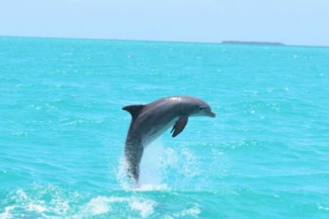 Key Wests Favorite Afternoon Dolphin Sail - Booking and Reservations
