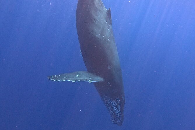 Kona Humpback Whale Watching Review - Participant Information