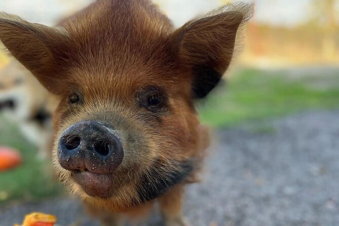 KuneKune Pig Farm Tour - Feeding the Pigs and Other Animals