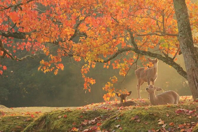 Kyoto and Nara Park One Day Tour With Lunch From Osaka/Kyoto - Experiencing Nara Park