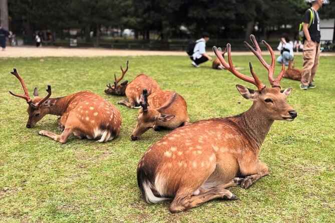 Kyoto/Osaka: Kyoto and Nara Customized Private Guided Tour - Inclusions in the Tour Package
